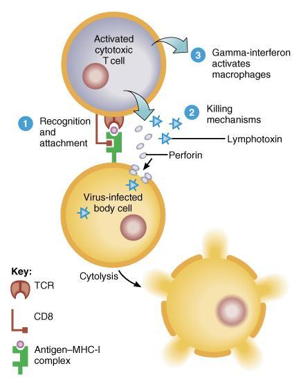 Elimination of Invaders Cytotoxic T cells migrate to site of infection or tumor formation Recognize, attach & attack secrete granules containing perforin that punch