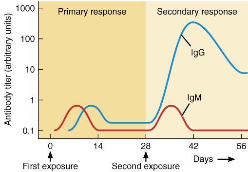 Immunological Memory Primary immune response first exposure to antigen response is steady, slow memory cells may remain for decades Secondary immune