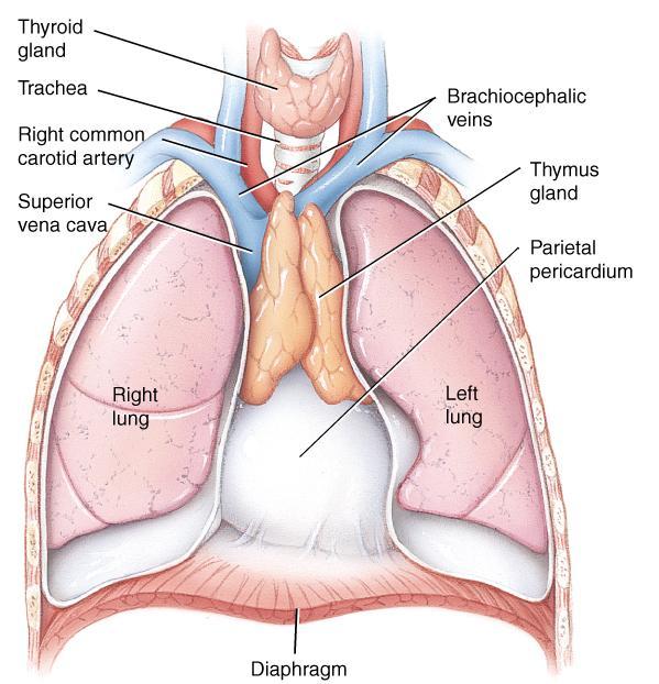 Thymus Gland (Primary lymphatic organ) Large organ in infants (70 g) but atrophied as adult (3 g) 2 lobed organ located in mediastinum Each lobule has cortex & medulla Cortex tightly