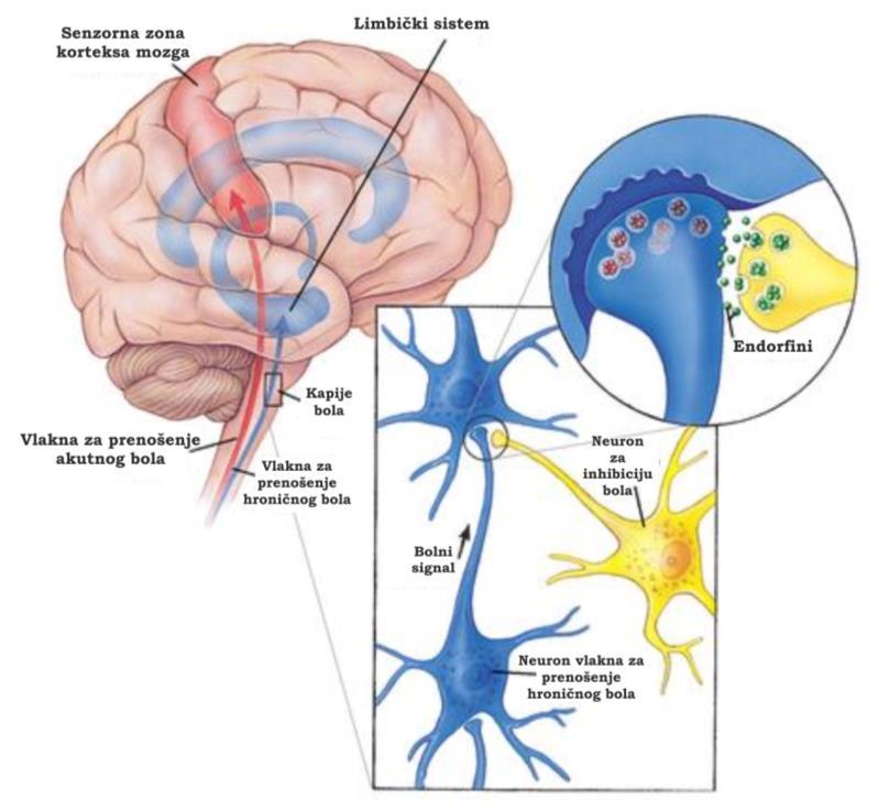 U zavisnosti od vrste vlakana kojima je bolni signal došao do mozga zavisiće i mesto na koje će signal biti upućen.