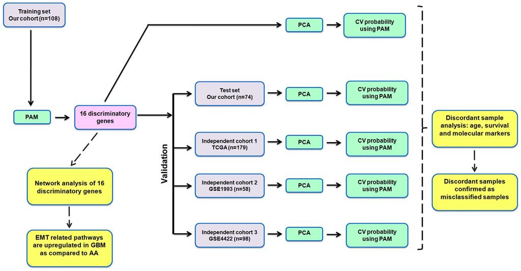 Figure 1. The schematic representation of the work flow of statistical analysis. The expression of 175 genes was subjected to prediction analysis of microarray (PAM) in the training set.