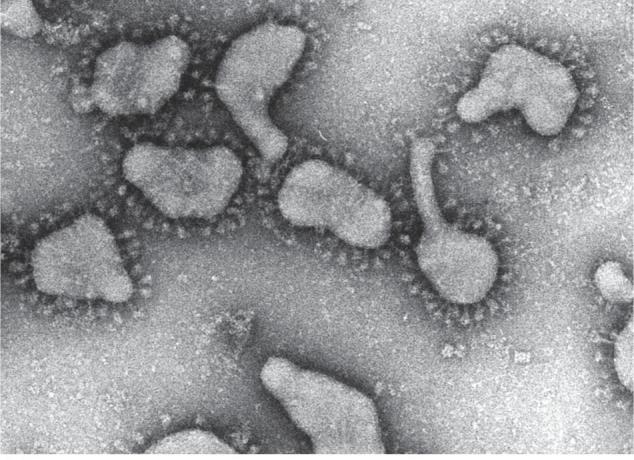 Virion Coronaviruses have enveloped virions