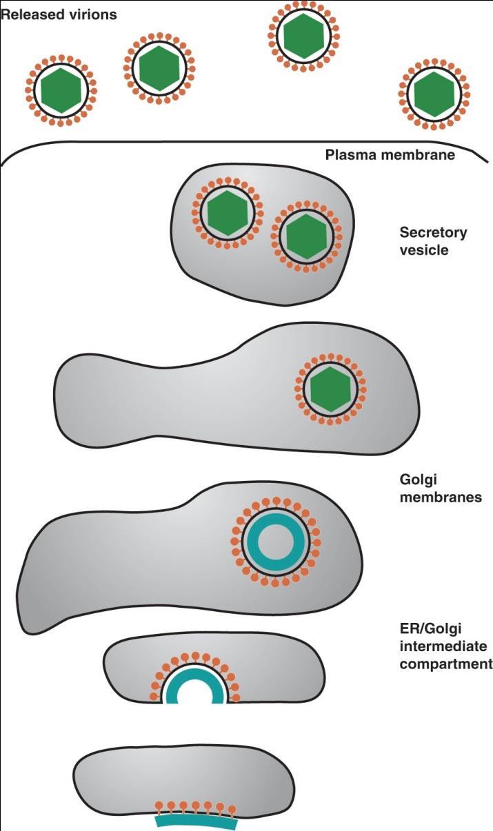 Distinctive characteristics Assembly of virions takes place at intracellular