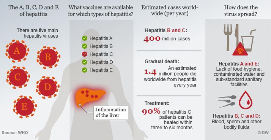 Hepatitis viruses A group of unrelated pathogens termed hepatitis viruses cause the vast majority of virally induced hepatitis in humans.