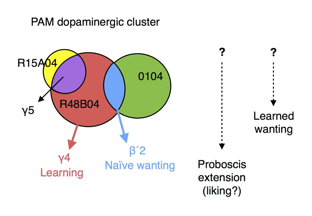 Supplementary Figure 9 Water learning, wanting and liking can be mechanistically distinguished by manipulating subpopulations of R48B04 rewarding dopaminergic neurons.