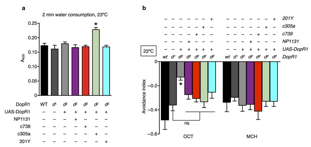 Supplementary Figure 3 Water consumption and olfactory acuity controls for DopR1 rescue experiment in Figure 2b. (a) DopR1 mutant fly lines show normal levels of drinking (P>0.