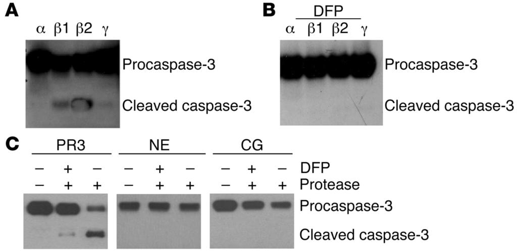 Research article The Journal of Clinical Investigation Figure 3. Caspase-independent cleavage of procaspase-3 is mediated by protease 3.