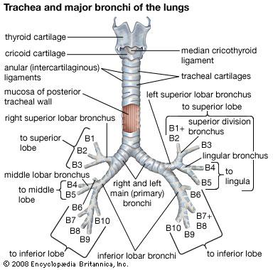 ANATOMY OF THE TRACHEA AND BRONCHUS Figure 1: anatomy of the trachea and major bronchi of the lung.