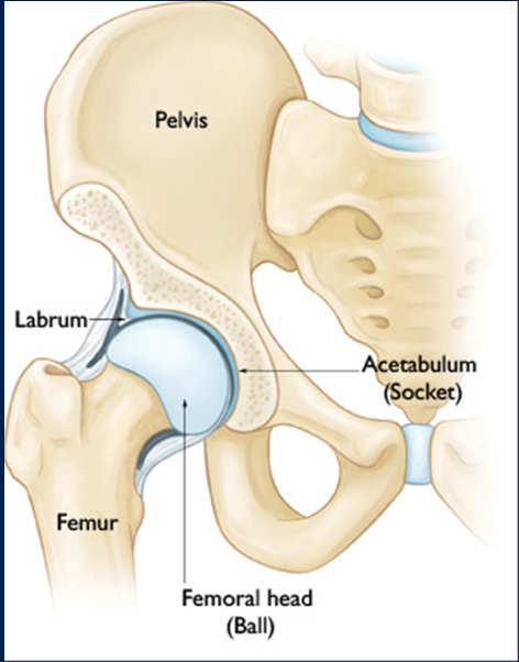 Trochanteric pathology Snapping hip Anterior/groin