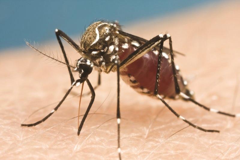 Arbovirus Reports Arboviruses (Arthropod-borne) are a group of viral infections transmitted by the bite of arthropods, most commonly mosquitoes.