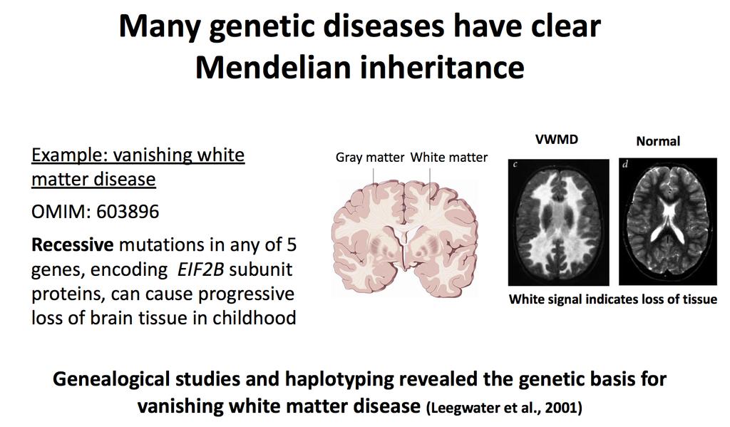 Vanishing white matter disease: a simple disease with clear Mendelian