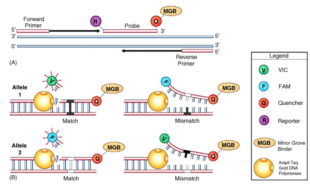 Extend the probes with fluorescent nucleotides that match the sample DNA 3.