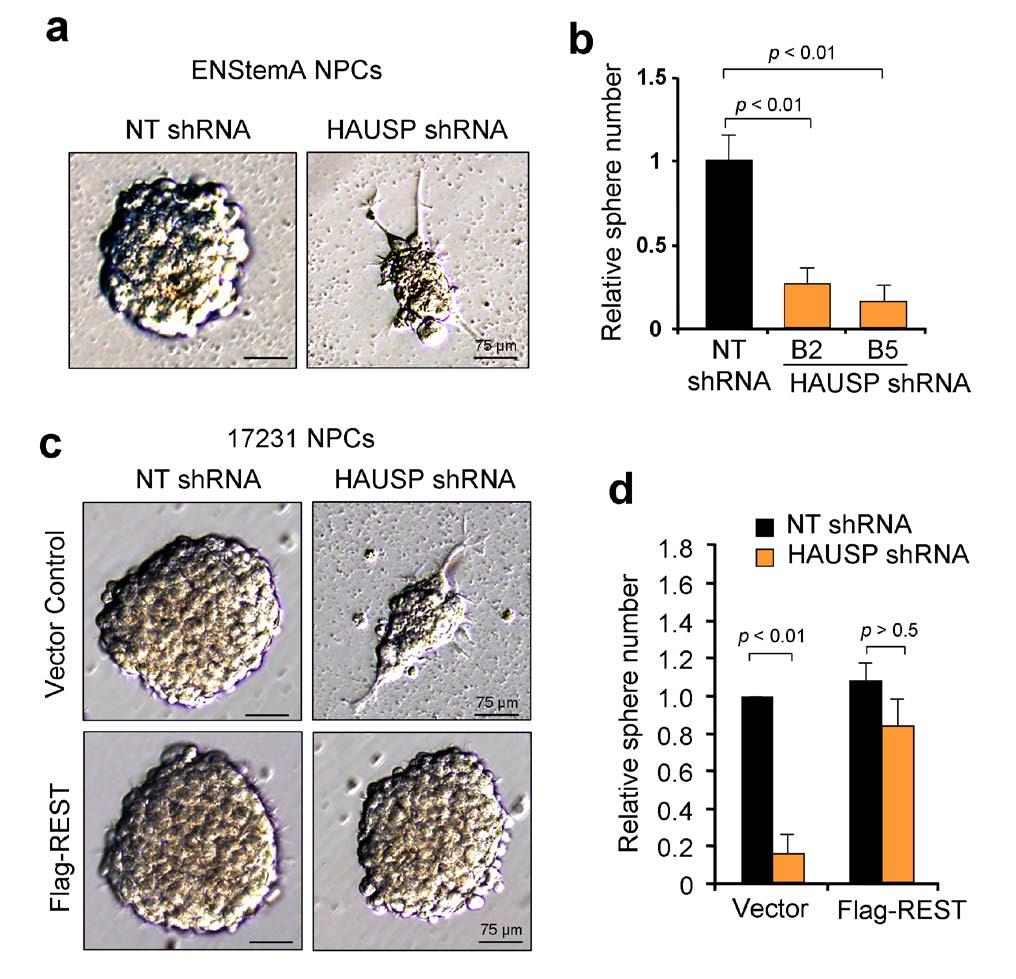 Figure S3 HAUSP knockdown reduced self-renewal potential of ENStemA NPCs, which was rescued by REST overexpression. (a) Targeting HAUSP with specific shrna reduced neurosphere formation of NPCs.