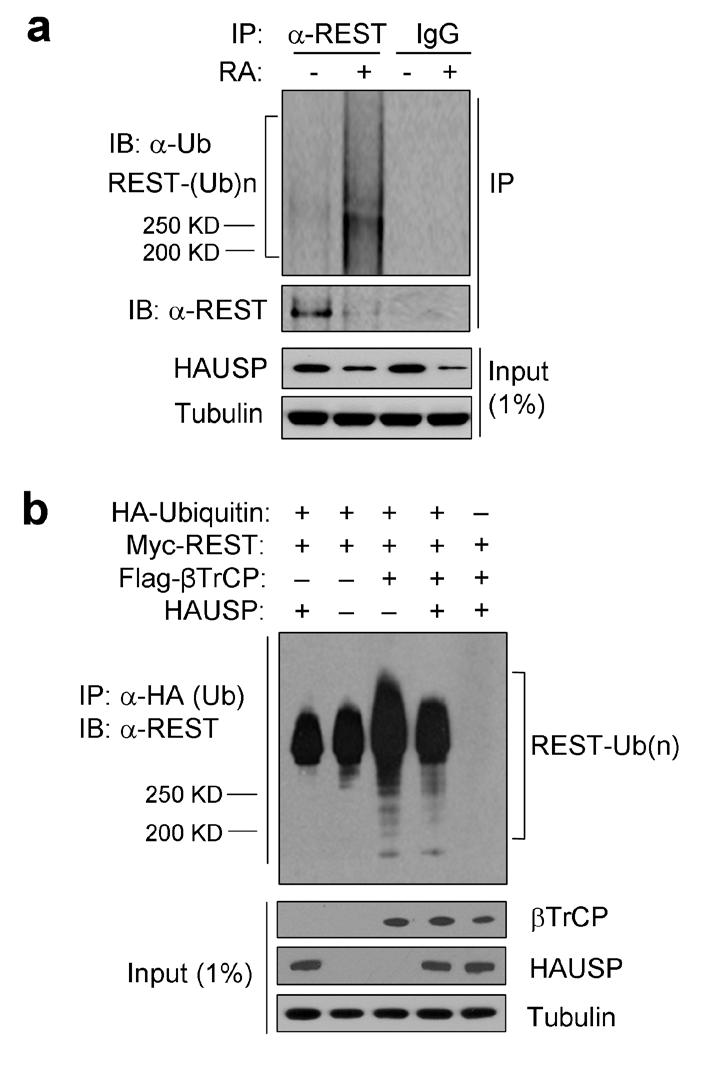 Figure S6 HAUSP and β-trcp regulate REST ubiquitination. (a) Increased REST ubiquitination results in decreased REST protein levels during neuronal differentiation.