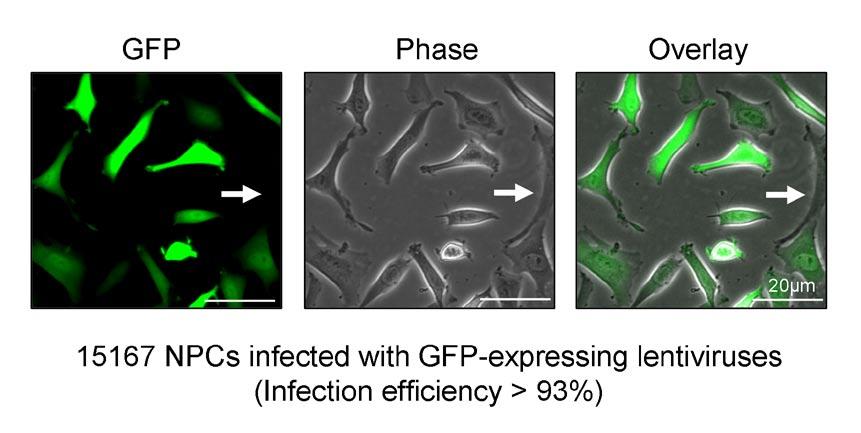 Figure S7 Lentiviral infection efficiency in neural stem/progenitor cells (NPCs) was determined with GFP-expressing lentiviruses.