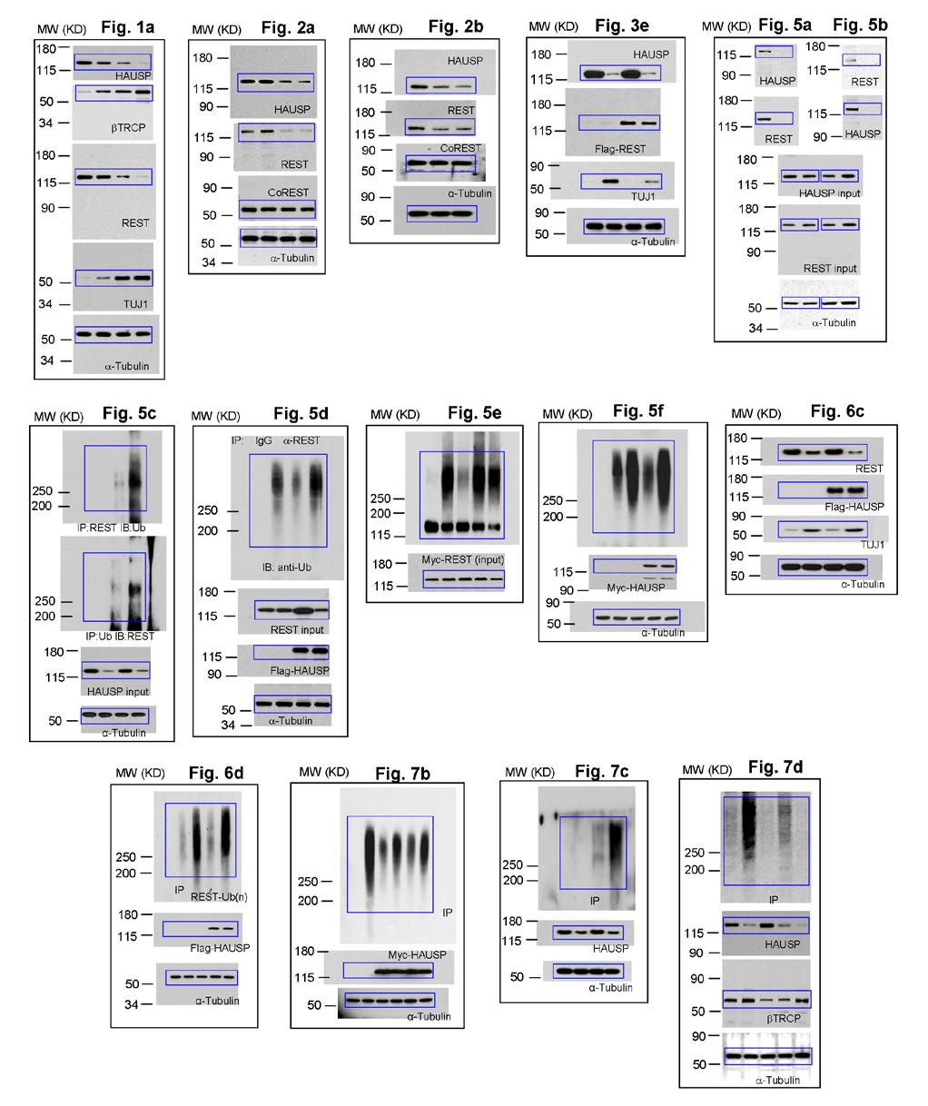 Figure S8 Uncropped images of immunoblots shown in the main figures