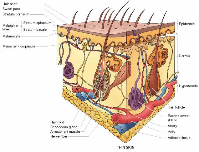 Epidermis Stratified, squamous keratinized epithelium Derived from ectoderm Appendages hair follicles nails sweat glands sebaceous