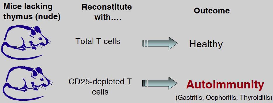 REGULATORY T CELLS 1970/1980 Supppressor T cells proposed but discredited 1990s CD4 + CD25 + Regulatory T cells by Shimon Sakaguchi Early 2000s Discovery