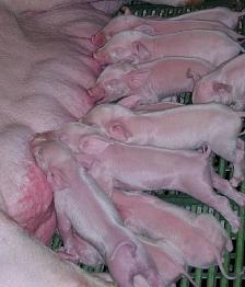 Nursing sows When there are too many piglets When these piglets have received colostrum and are viable Is a first or second parity sow Has teats that are available to the