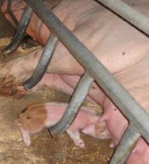 Foster sow For hungry piglets older than 2 days Use well-functioning sow Healthy sow with good appetite Has taken good care of its own piglets Not too skinny