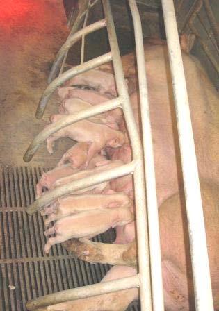 Colostrum Gives the piglets energy and antibodies against diseases Demands for optimum intake of colostrum The piglets come to the teats The piglets get enough time to get milk The sow is healthy