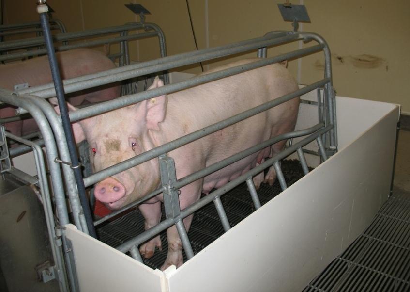 Farrowing Environment: Farm 2 Farrowing rooms = 5.5 m x 16.8 m (18 x 55 ) 30 crates/room, each crate = 1.