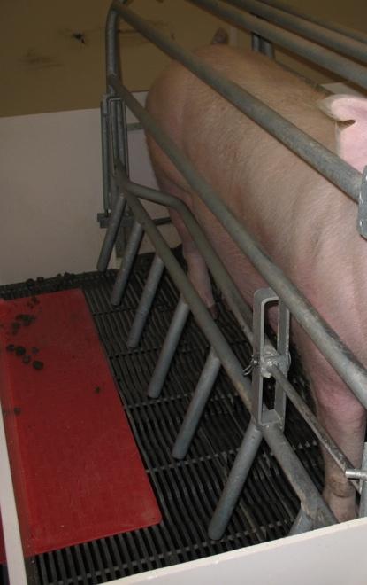 Farrowing Environment: Farm 2 Sows are placed in crates in order of expected farrowing date No bedding is provided in the crates Crates have anti-crush rails that