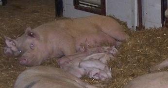 piglets sample sow s feed At day 7, piglets are able
