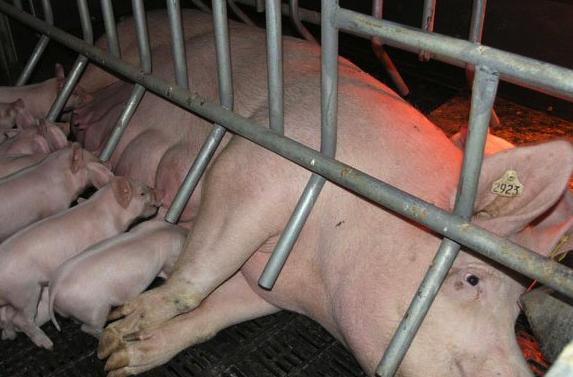 Week 1: Farm 2 USDA ARS On day 3, piglets