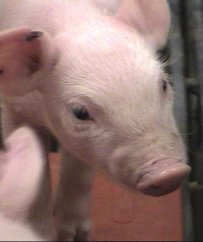 Piglets often lie in contact with each