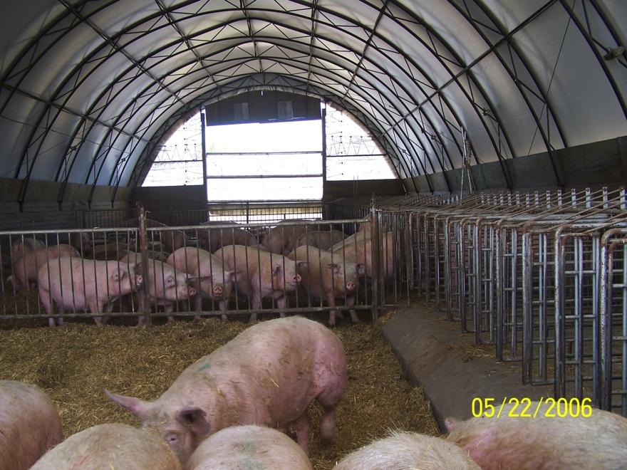Gestation: Farm 1 Gestating sows are housed together in groups of 20