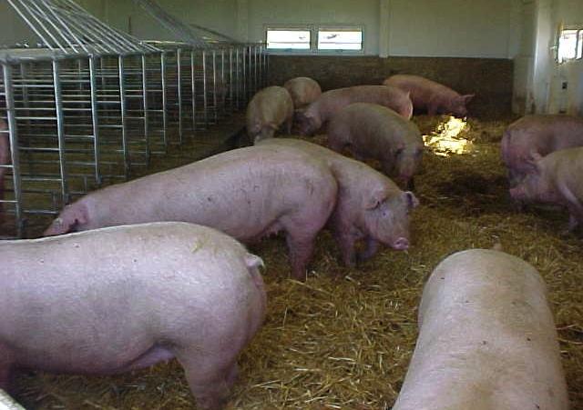 gestation and farrowing Fed 2x/day, 2.
