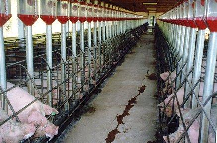 Gestation: Farm 2 Sows are housed in individual gestation stalls Sows and