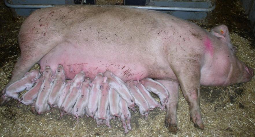 II. What is a piglet-friendly thermal environment Temperatures 18-23 C recommended -avoid