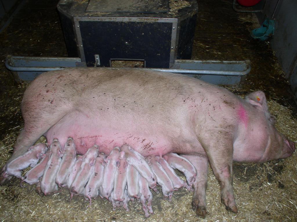 Preferences of farrowing sows No preference/avoidance around farrowing Piglets gradually
