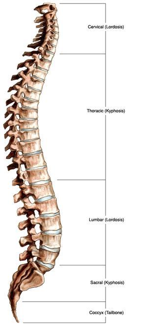 CMT (Chiropractic Manipulative Therapy) 5 Spinal Regions: 1. Cervical Region (including atlanto-occipital) 2.