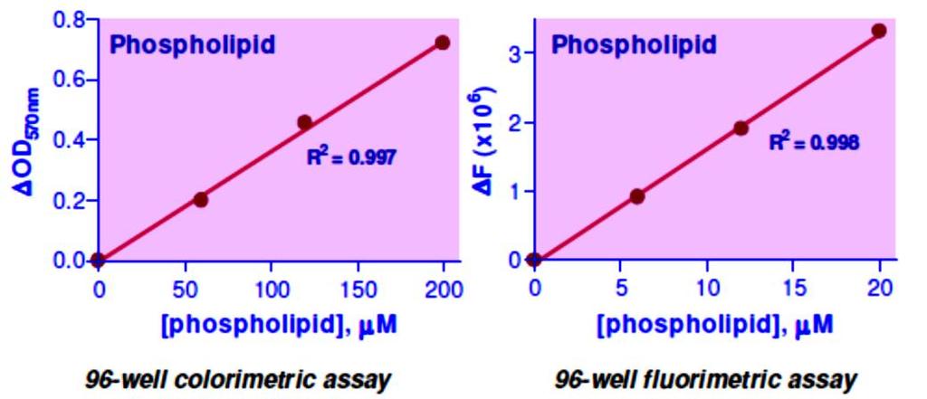 Determine the slope and calculate the phospholipid concentration of Sample, RSAMPLE - R [Phospholipid] -1 Slope( μμ )