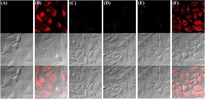 Supplementary Figure 2 Confocal microscope images following addition of probe CPDSA to HeLa cells.