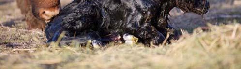 the calf against pathogens until its own immature immune system