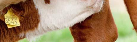 FPT is not a disease, but a condition that predisposes the young calf to the