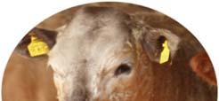 Calf Resistance - Stress Stress impacts on the calf s ability to resist disease due to immunosuppression Weaning is a major stressful eventent for