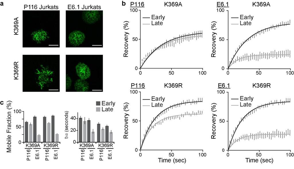 Supplementary Figure 4 Inhibition of Zap70 s release at late time points requires Zap70 s kinase activity.
