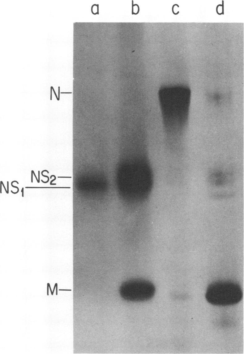 method of Cleveland et al. (2). The gel containing the separated chymotryptic peptides was dried and exposed to X-ray film. The autoradiogram was scanned. DISTANCE MIGRATED FIG. 4.