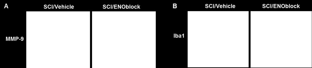 Initially (first six months), we measured serum NSE levels and reported the results that ENOblock treatment inhibited NSE levels as compared to controls (Fig. 1).