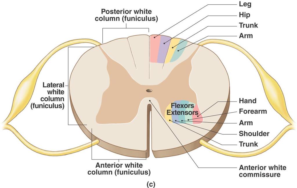 Sectional Anatomy of the Spinal Cord Figure