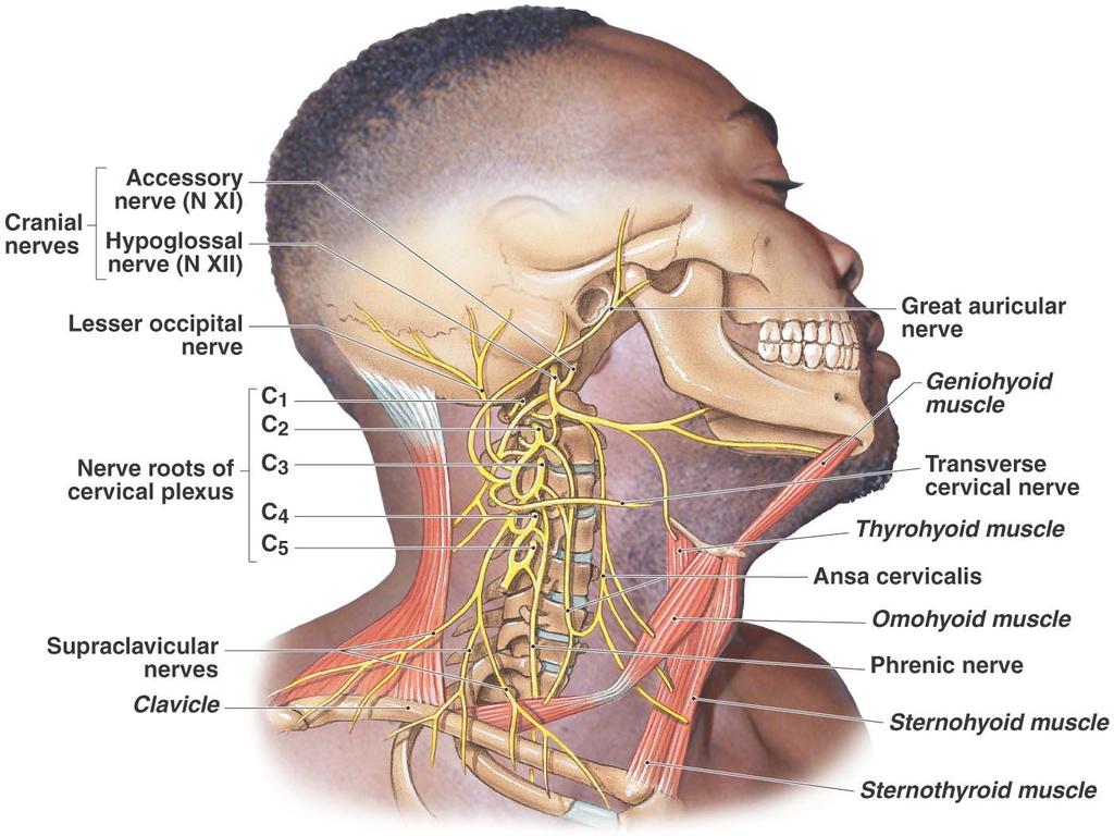 Spinal Nerves Figure