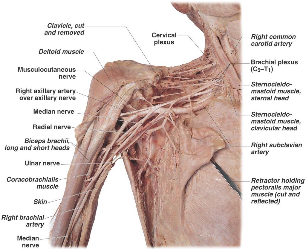 Spinal Nerves Figure 14.