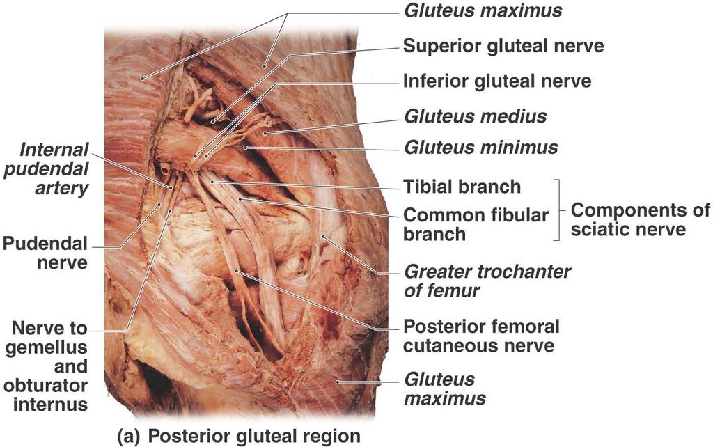 Spinal Nerves Figure 14.