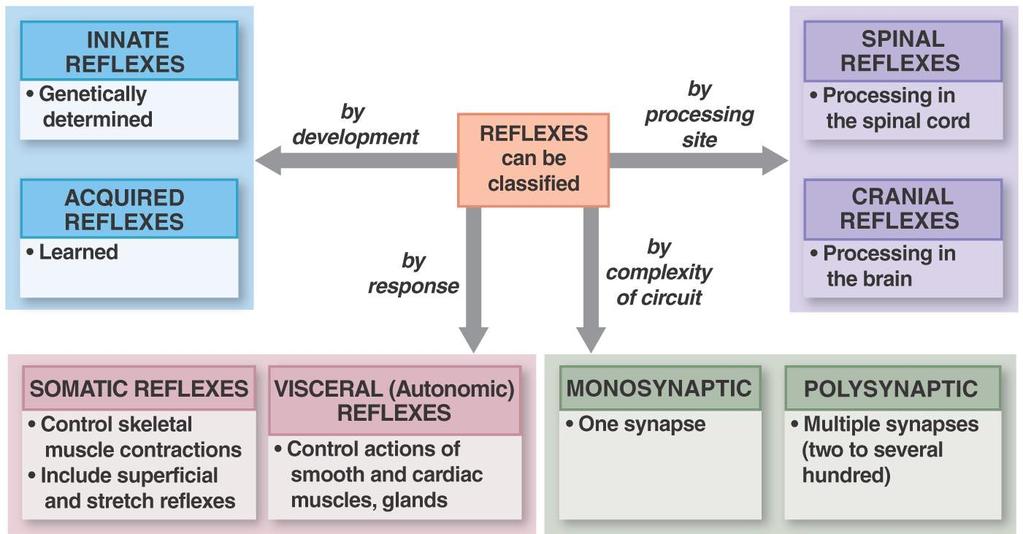 Reflexes Figure 14.