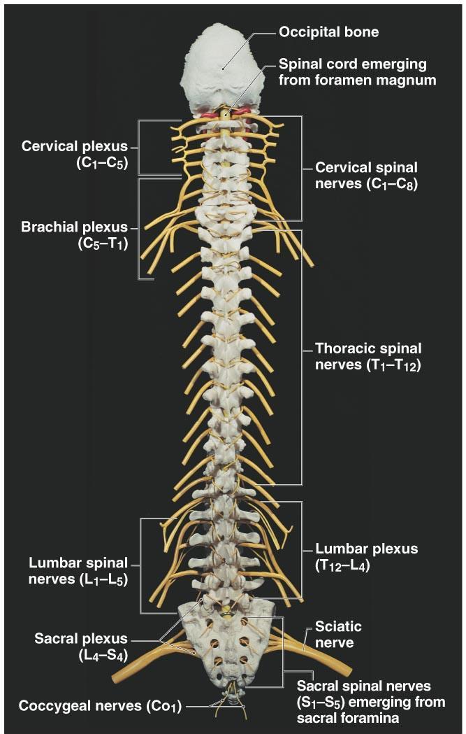 Gross Anatomy of the Spinal Cord Figure 14.